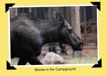 moose