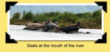 seals on the river