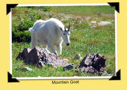 mountain goat