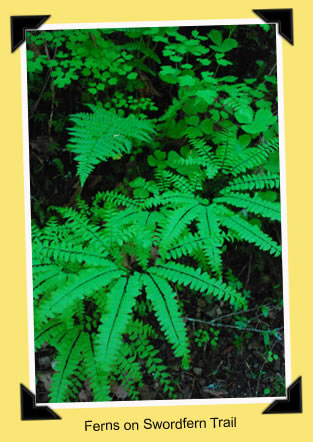 ferns