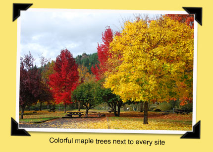 maple trees