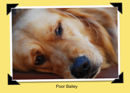 Bailey